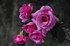 Tutu Mauve rose photo