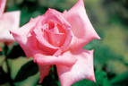 Aveline Gaujard rose photo
