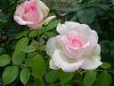 Rose Optimiste rose photo