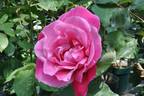 Bernard Buffet rose photo