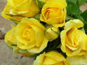 Dune rose photo
