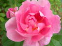 Cordelia rose photo