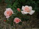 Lady M. rose photo