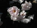 Lady M. rose photo