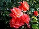 Candelabra ™ rose photo