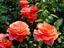 Candelabra ™ rose photo