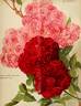 Andreas Hofer rose photo