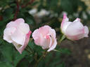 GKS-286 rose photo