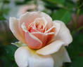 Emi rose photo