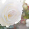 Imagine rose photo