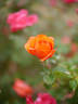 Chateauroux rose photo