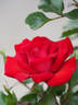 Intervilles rose photo