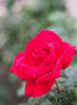 Americana rose photo