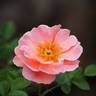 CHEWpatterns rose photo