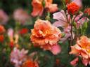 Cioccofiore rose photo