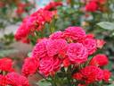Nikita ® rose photo