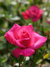 Abundance rose photo