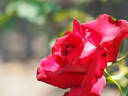 Eternally rose photo
