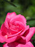 Margaret rose photo