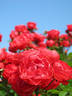 Maywonder rose photo