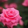 Hoh-Jun rose photo