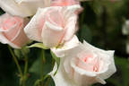 Jerfaruray rose photo