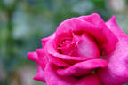 Hoshikage rose photo