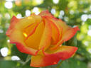 Charleston, Cl. rose photo