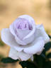 Kiyosumi rose photo