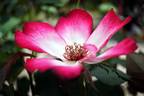 Windmill rose photo