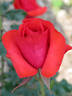 Allegretto rose photo