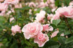 Seresso rose photo