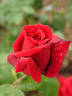 Carmen rose photo