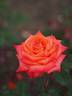 Corso ® rose photo