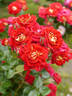 Trinity rose photo