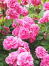 Charmian ® rose photo