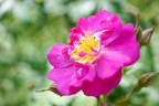 Ravel rose photo