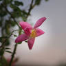 Ann rose photo