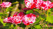 Arabesque rose photo