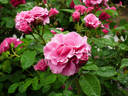 Mulan rose photo