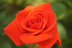 Feuerfunken rose photo