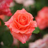 Avenir rose photo
