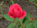 Claridge ® rose photo