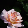 PEAdesire rose photo