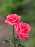 Schlossgarten rose photo