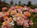 Famy rose photo