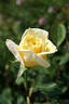 Apollo ® rose photo