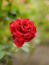 Samantha ® rose photo