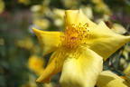 Amanogawa rose photo