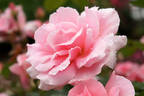 Sunbonnet Sue rose photo
